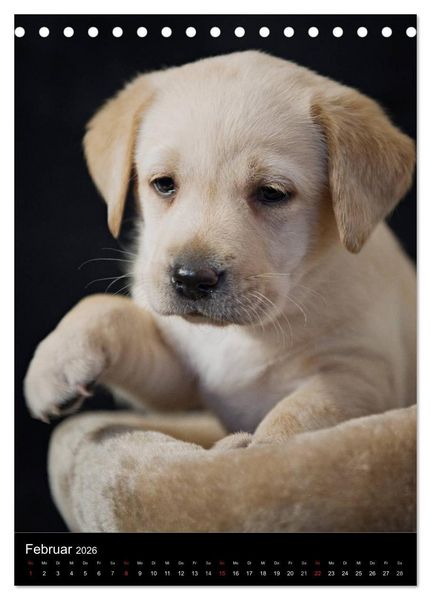 Produktbild: Labrador Welpen (Tischkalender 2026 DIN A5 hoch), CALVENDO Monatskalender
