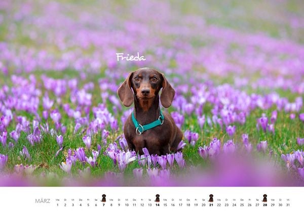Produktbild: Dackel 2027 Wandkalender Hundekalender