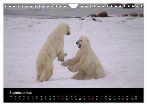 Produktbild: Arktische Tr&auml;ume - Eisb&auml;ren in Kanada (Wandkalender 2026 DIN A4 quer), CALVENDO Monatskalender