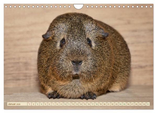 Produktbild: MEERSCHWEINCHEN neugierig - s&uuml;&szlig; - liebenswert (Wandkalender 2026 DIN A4 quer), CALVENDO Monatskalender