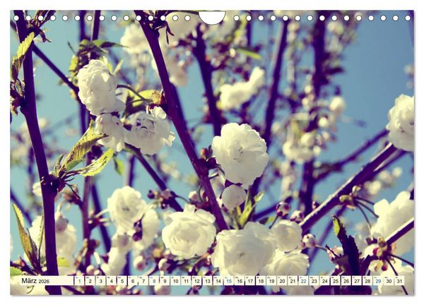 Produktbild: Focus Natur (Wandkalender 2026 DIN A4 quer), CALVENDO Monatskalender