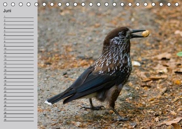 Produktbild: Waldges&auml;nge - Geburtstagskalender (Tischkalender immerw&auml;hrend DIN A5 quer)