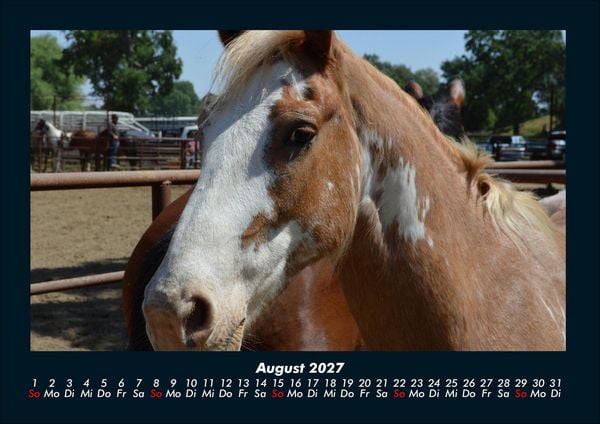 Produktbild: Pferde Kalender 2027 Fotokalender DIN A4