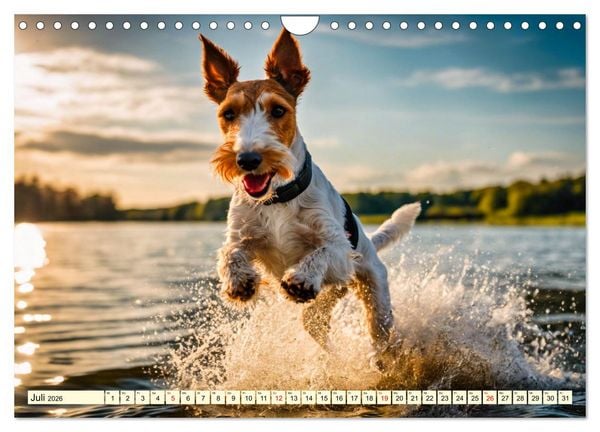 Produktbild: Drahthaar-Foxterrier (Wandkalender 2026 DIN A4 quer), CALVENDO Monatskalender
