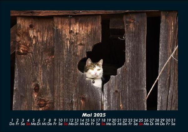 Produktbild: F&uuml;r Katzenfreunde 2025 Fotokalender DIN A5