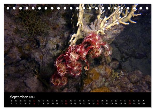 Produktbild: Rotes Meer - Unterwasserimpressionen (Tischkalender 2026 DIN A5 quer), CALVENDO Monatskalender
