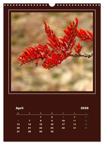Produktbild: Wilde Kakteen Amerikas (Wandkalender 2026 DIN A3 hoch), CALVENDO Monatskalender