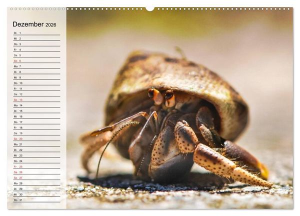 Produktbild: Krabben. Witzige Monster (Wandkalender 2026 DIN A2 quer), CALVENDO Monatskalender