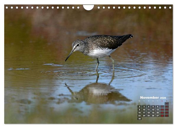 Produktbild: Limikolen - Watv&ouml;gel Europas (Wandkalender 2026 DIN A4 quer), CALVENDO Monatskalender