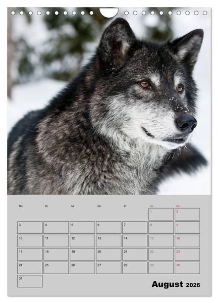 Produktbild: Wolf-Gesichter (Wandkalender 2026 DIN A4 hoch), CALVENDO Monatskalender
