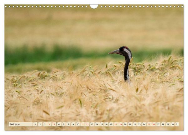 Produktbild: Unsere Vogelvielfalt: Ein Schatz zum Entdecken und Sch&uuml;tzen (Wandkalender 2026 DIN A3 quer), CALVENDO Monatskalender