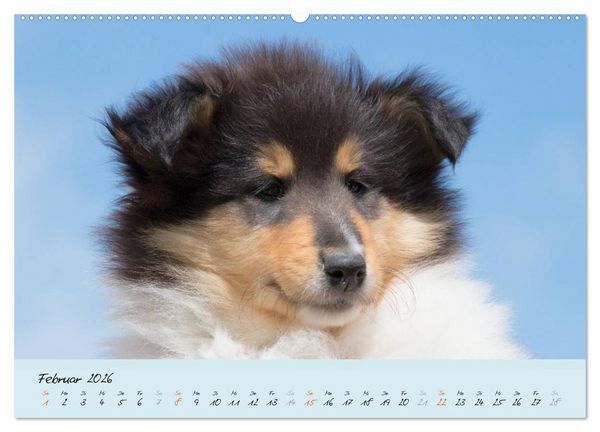 Produktbild: Collie Welpen zum Verlieben (Wandkalender 2026 DIN A2 quer), CALVENDO Monatskalender