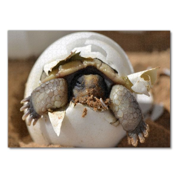 Produktbild: Lais Puzzle W&uuml;stenschildkr&ouml;te 1000 Teile