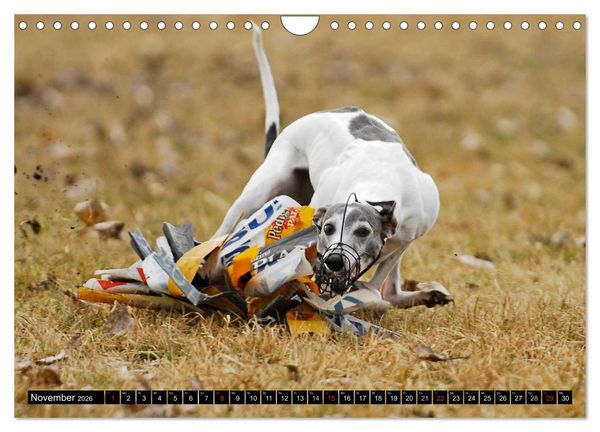 Produktbild: Schnell wie der Wind - Whippet (Wandkalender 2026 DIN A4 quer), CALVENDO Monatskalender