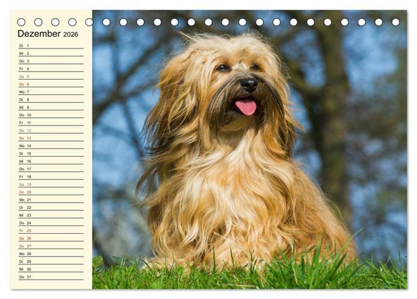 Produktbild: Havaneser - Herz auf 4 Pfoten (Tischkalender 2026 DIN A5 quer), CALVENDO Monatskalender