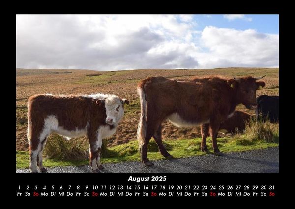 Produktbild: Kuhkalender 2025 Fotokalender DIN A3