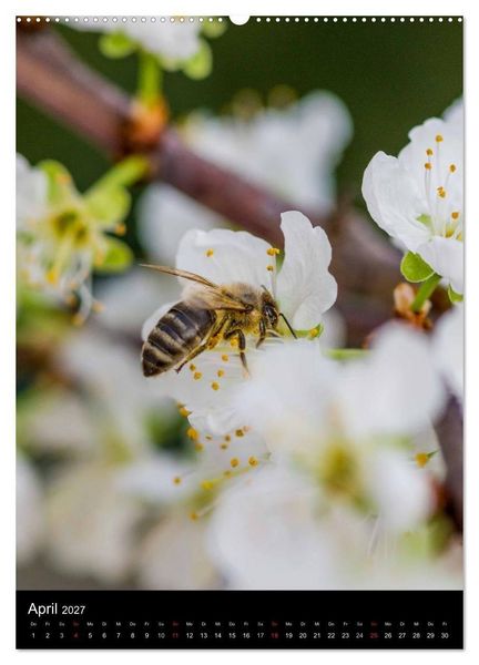 Produktbild: Bienenkalender (Wandkalender 2027 DIN A2 hoch), CALVENDO Monatskalender