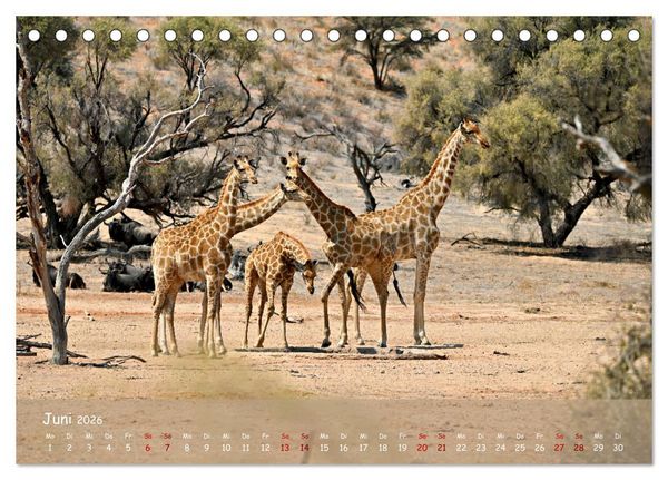 Produktbild: Kgalagadi - Fauna und Wildtiere in der Kalahari (Tischkalender 2026 DIN A5 quer), CALVENDO Monatskalender