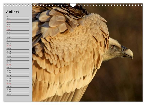 Produktbild: Adler und Greife. K&ouml;nige des Himmels (Wandkalender 2026 DIN A3 quer), CALVENDO Monatskalender