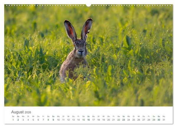 Produktbild: Feldhasen - dem Langohr auf der Spur (Wandkalender 2026 DIN A2 quer), CALVENDO Monatskalender