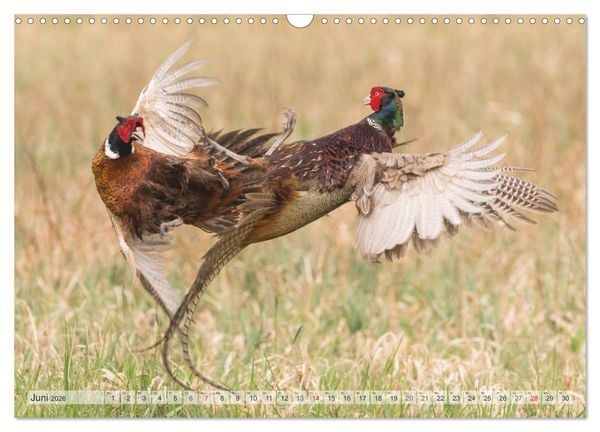 Produktbild: Emotionale Momente: Wild und Jagd. (Wandkalender 2026 DIN A3 quer), CALVENDO Monatskalender