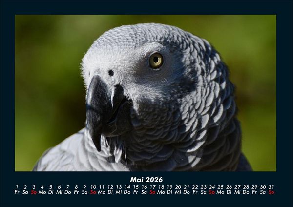 Produktbild: V&ouml;gel 2026 Fotokalender DIN A4