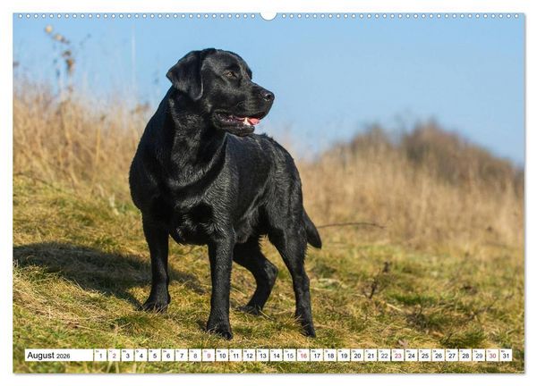 Produktbild: Labrador Retriever - Freunde f&uuml;r&acute;s Leben (hochwertiger Premium Wandkalender 2026 DIN A2 quer), Kunstdruck in Hochglanz