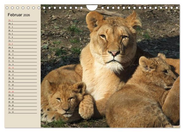 Produktbild: L&ouml;wen. Majest&auml;tische Kraft (Wandkalender 2026 DIN A4 quer), CALVENDO Monatskalender