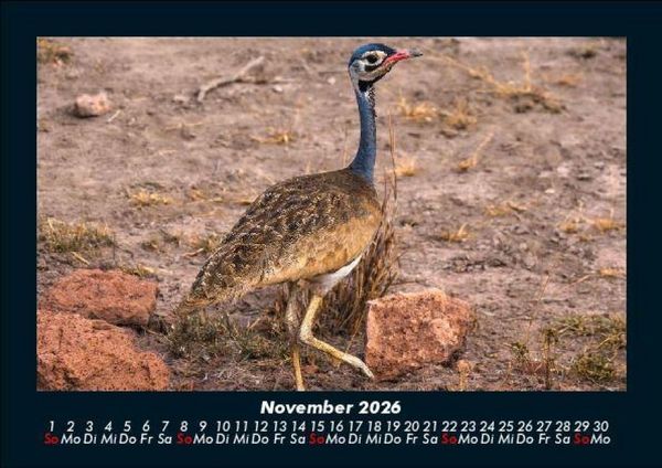 Produktbild: Vogelparadies 2026 Fotokalender DIN A5
