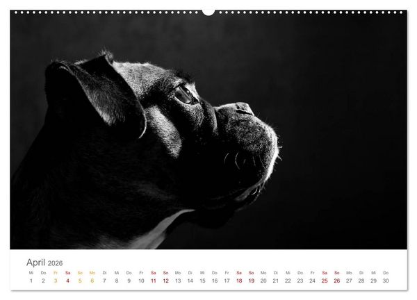 Produktbild: Hundeportraits Fine Art (Wandkalender 2026 DIN A2 quer), CALVENDO Monatskalender