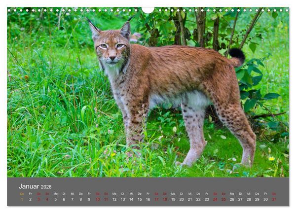 Produktbild: Der Luchs - Hochbeinig, Pinselohren, Backenbart (Wandkalender 2026 DIN A3 quer), CALVENDO Monatskalender