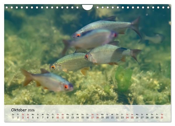 Produktbild: Faszination Fische (Wandkalender 2026 DIN A4 quer), CALVENDO Monatskalender