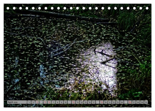 Produktbild: Spaziergang durch den Zauberwald (Tischkalender 2026 DIN A5 quer), CALVENDO Monatskalender