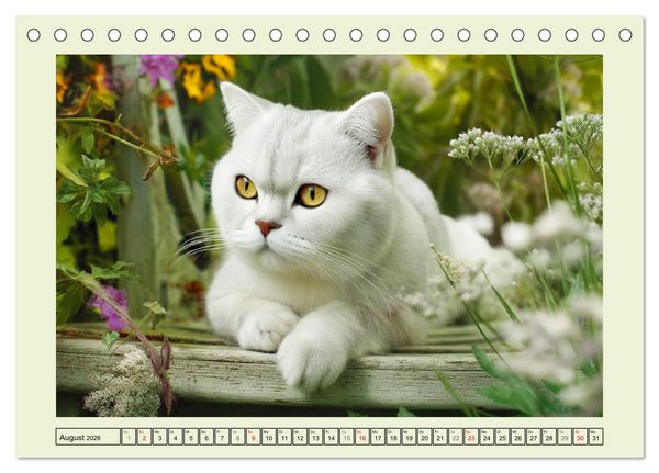 Produktbild: British Shorthair. Sanfte W&uuml;rde und Katzengl&uuml;ck im Gr&uuml;nen (Tischkalender 2026 DIN A5 quer), CALVENDO Monatskalender