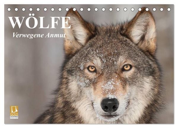Wölfe. Verwegene Anmut (Tischkalender 2026 DIN A5 quer), CALVENDO Monatskalender