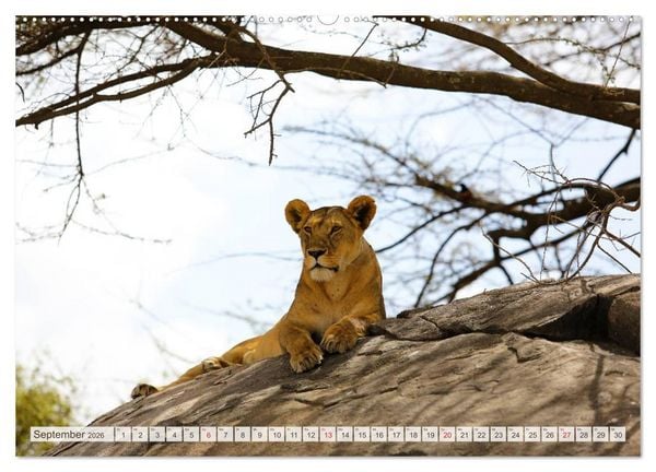 Produktbild: Tansania - Durch die Nationalparks Ostafrikas (hochwertiger Premium Wandkalender 2026 DIN A2 quer), Kunstdruck in Hochglanz