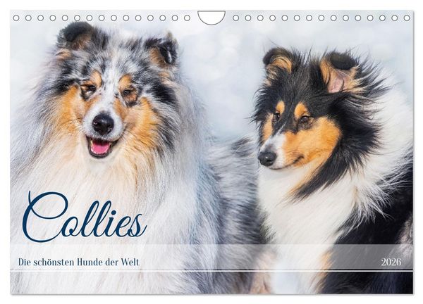 Collies - die schönsten Hunde der Welt (Wandkalender 2026 DIN A4 quer), CALVENDO Monatskalender