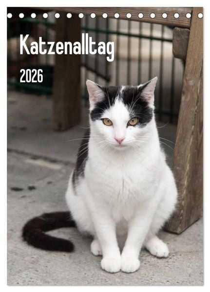 Produktbild: Katzenalltag 2026 (Tischkalender 2026 DIN A5 hoch), CALVENDO Monatskalender