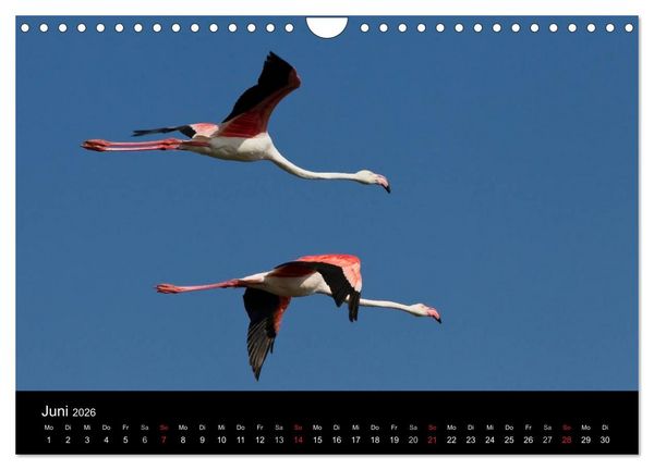 Produktbild: Flamingos der Camargue 2026 (Wandkalender 2026 DIN A4 quer), CALVENDO Monatskalender