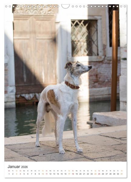 Produktbild: Silken Windsprites - Zwei Windhunde erobern die Lagunenstadt Venedig (Wandkalender 2026 DIN A3 hoch), CALVENDO Monatskalender