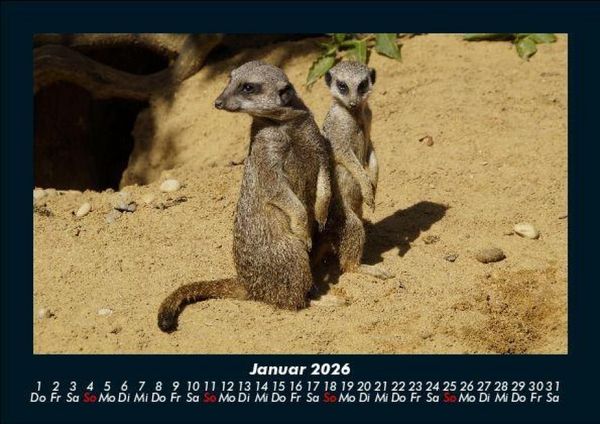 Produktbild: Der Tierkalender 2026 Fotokalender DIN A5