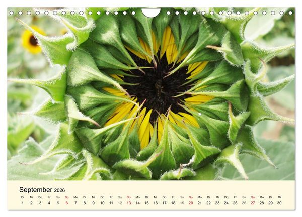 Produktbild: Kraftquelle Gr&uuml;n (Wandkalender 2026 DIN A4 quer), CALVENDO Monatskalender