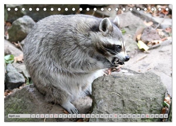 Produktbild: Der Waschb&auml;r - Der Maskentr&auml;ger in unseren W&auml;ldern (Tischkalender 2026 DIN A5 quer), CALVENDO Monatskalender
