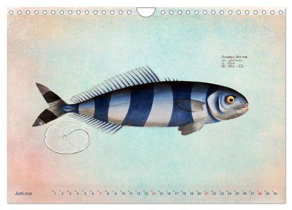 Produktbild: Antike Fischillustrationen nach Marcus Elieser Bloch (Wandkalender 2026 DIN A4 quer), CALVENDO Monatskalender