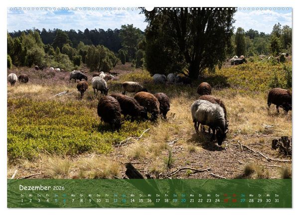 Produktbild: Im Herzen der L&uuml;neburger Heide (Wandkalender 2026 DIN A2 quer), CALVENDO Monatskalender