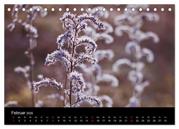 Produktbild: Bl&uuml;tenzauber 2026 (Tischkalender 2026 DIN A5 quer), CALVENDO Monatskalender