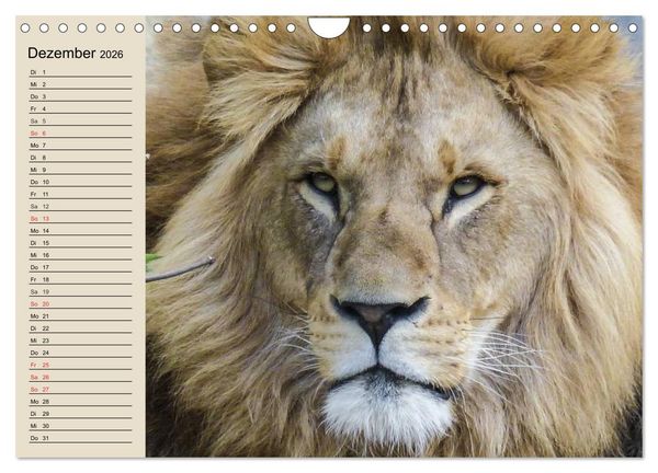 Produktbild: L&ouml;wen. Majest&auml;tische Kraft (Wandkalender 2026 DIN A4 quer), CALVENDO Monatskalender