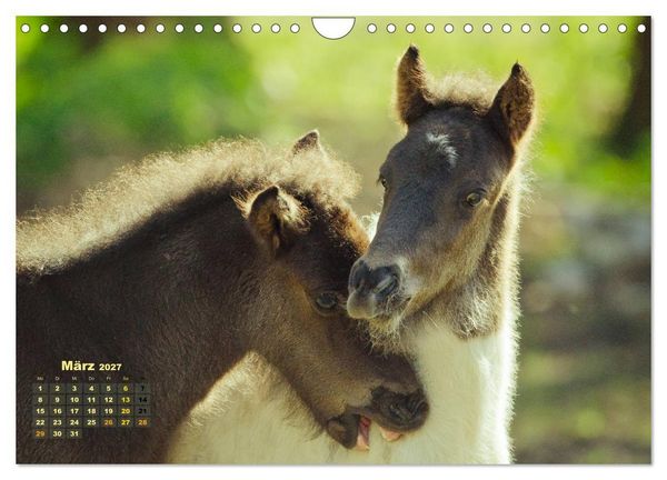 Produktbild: Wunderbare Fohlen (Wandkalender 2027 DIN A4 quer), CALVENDO Monatskalender