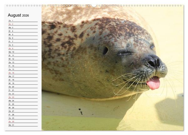Produktbild: Seehunde und Otter. Putzige Gesellen, perfekte Schwimmer (Wandkalender 2026 DIN A2 quer), CALVENDO Monatskalender