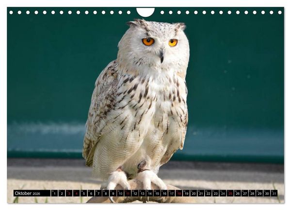 Produktbild: Eulen. Mystische Sch&ouml;nheiten (Wandkalender 2026 DIN A4 quer), CALVENDO Monatskalender